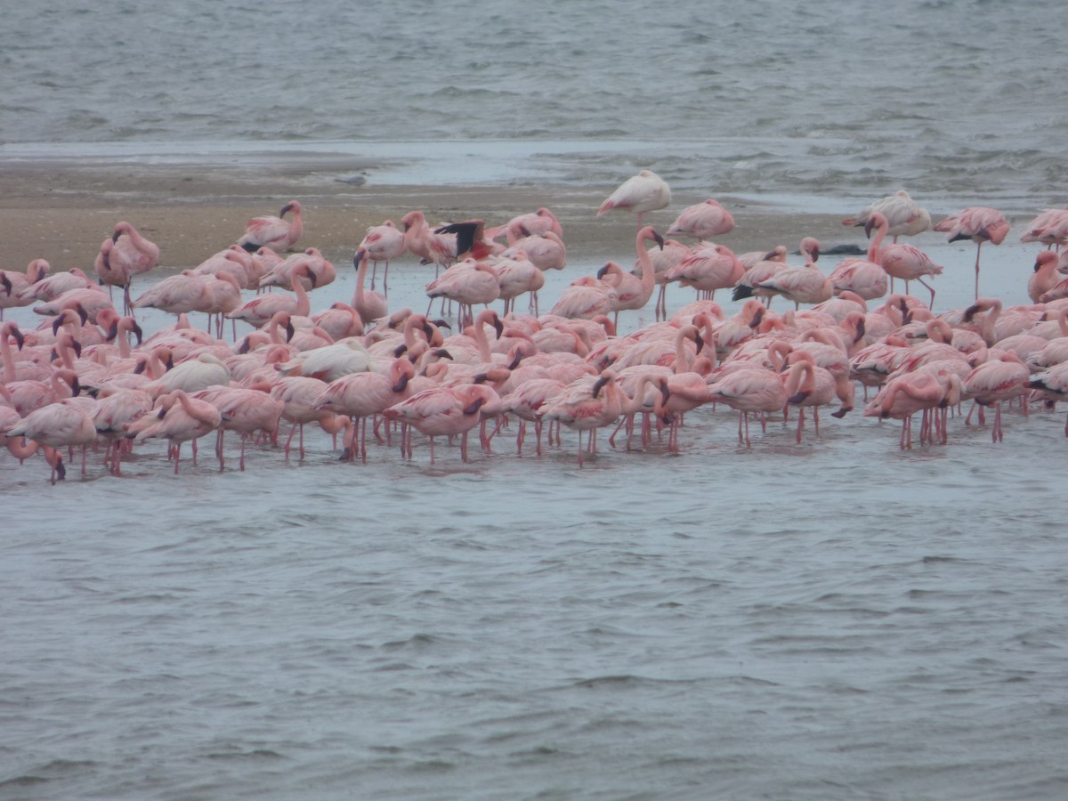 Lesser Flamingo - Bill Crins