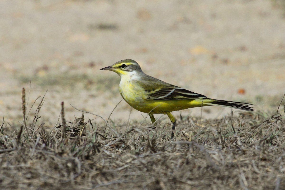 Western Yellow Wagtail (flavissima/lutea) - António Gonçalves