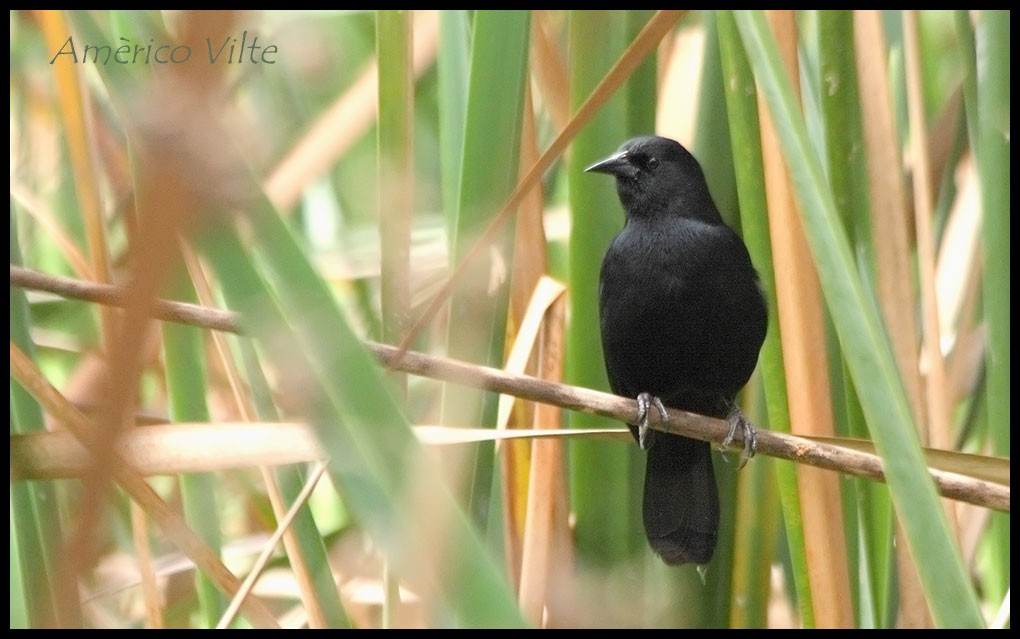 Unicolored Blackbird - Americo Vilte