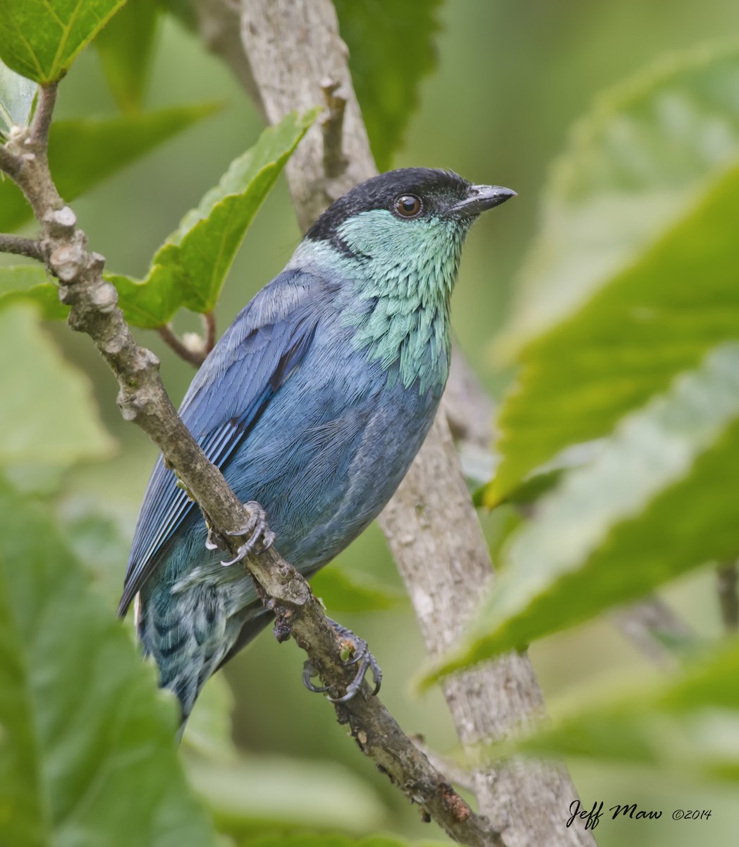 Black-capped Tanager - Jeff Maw