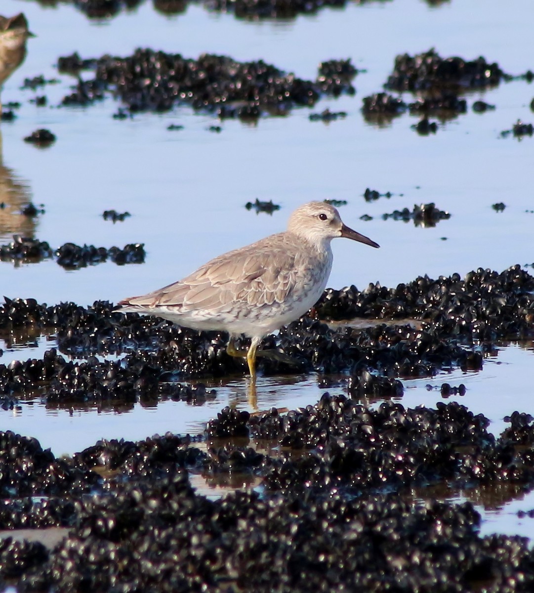 Red Knot - ML63699101