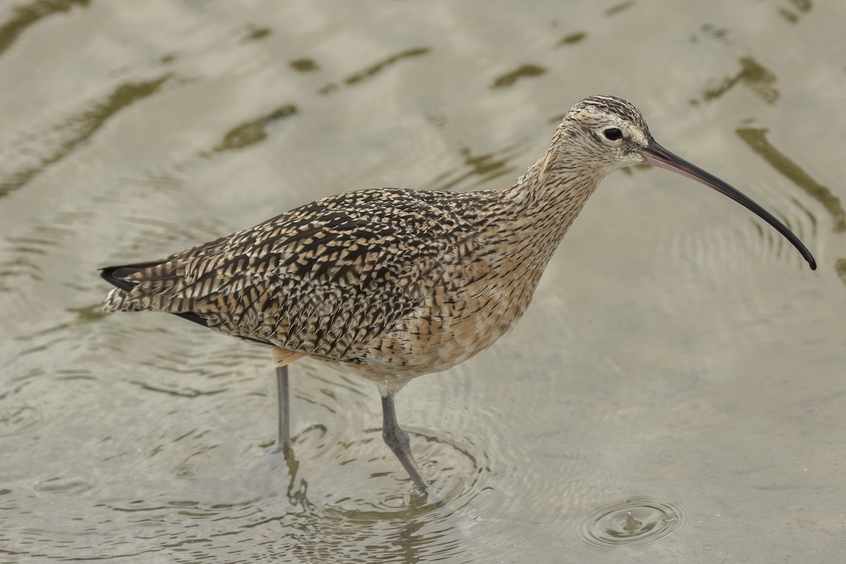 Long-billed Curlew - ML63699591