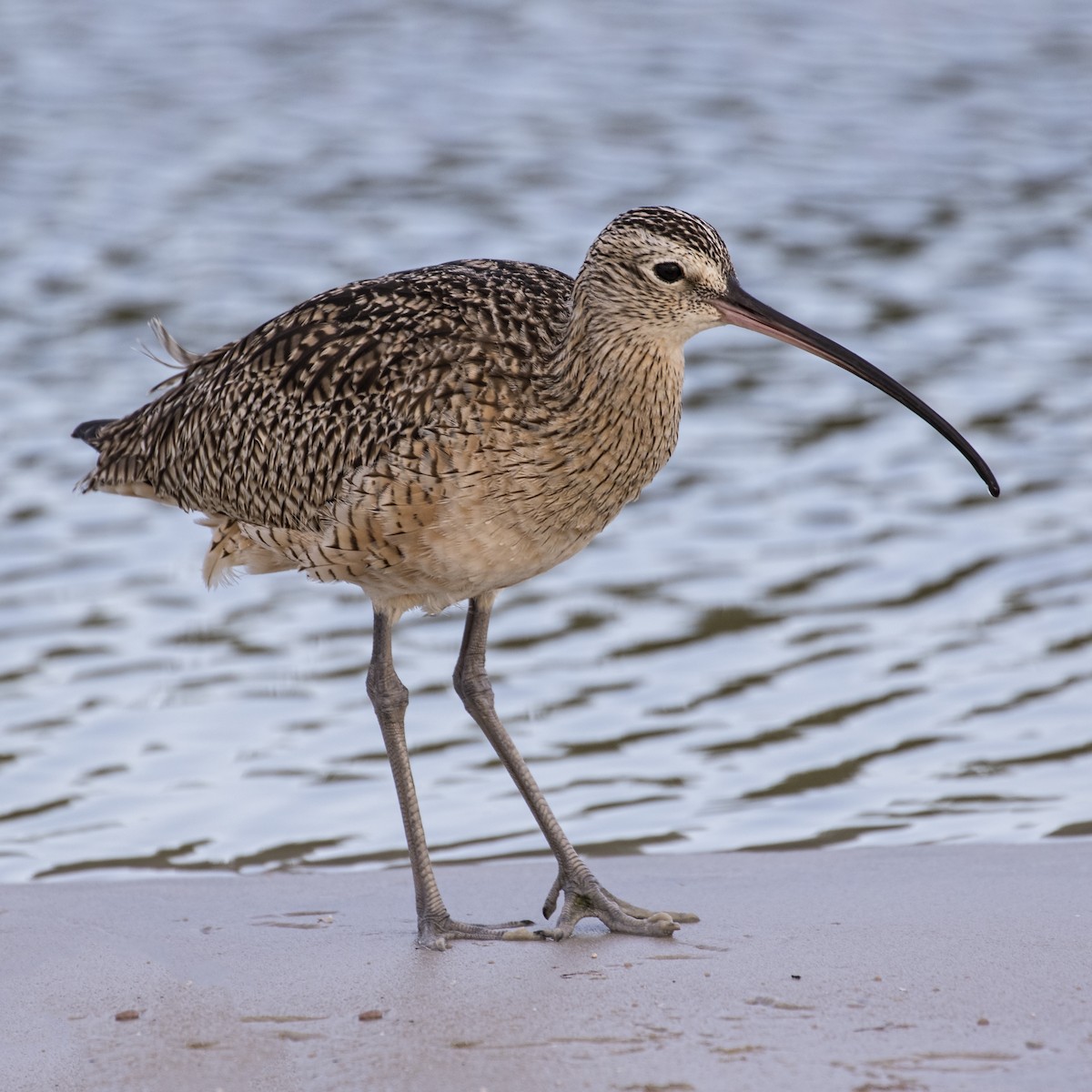 Long-billed Curlew - ML63699811
