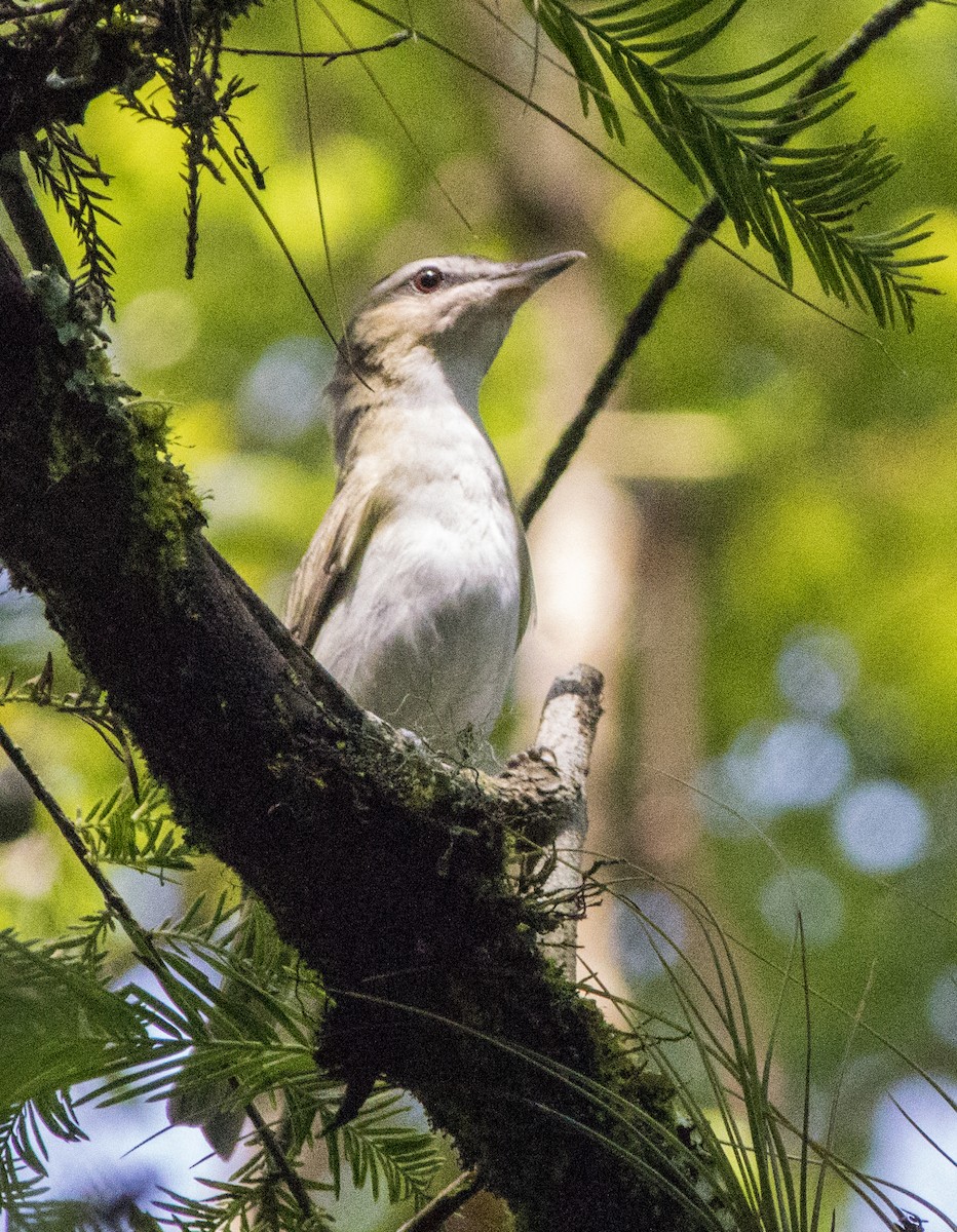 Red-eyed Vireo - Breanna Perry