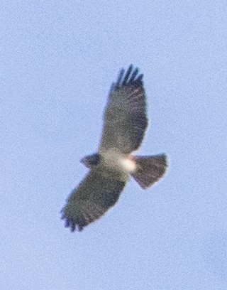 Short-tailed Hawk - Breanna Perry