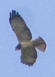 Short-tailed Hawk - Breanna Perry