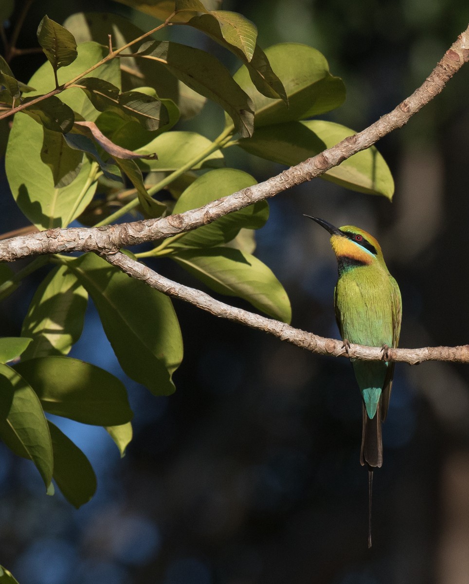 Rainbow Bee-eater - ML63700271