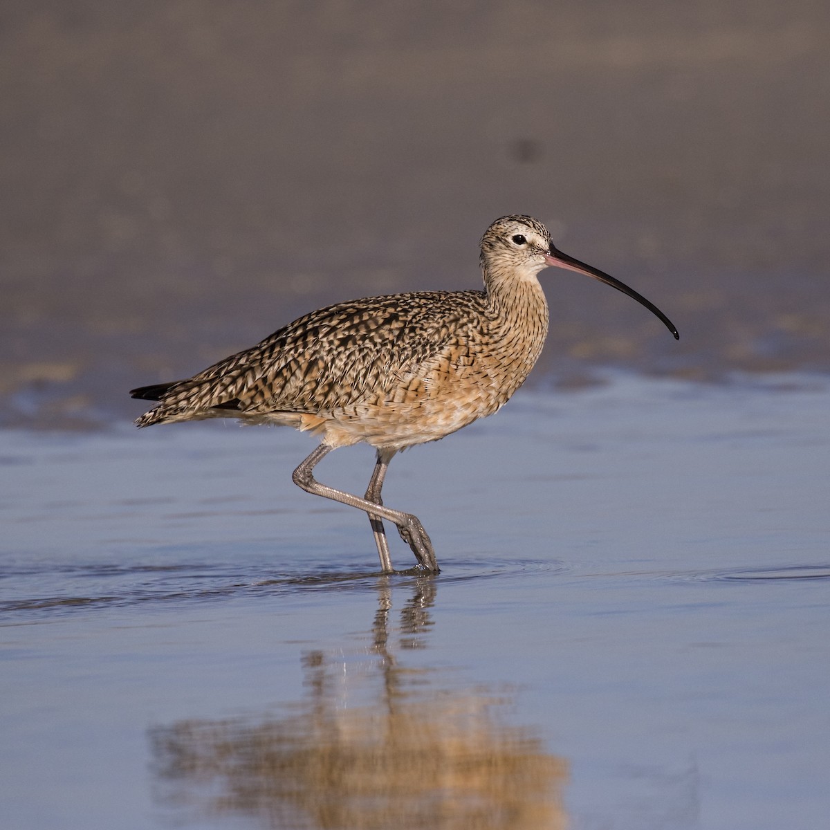 Long-billed Curlew - ML63702621