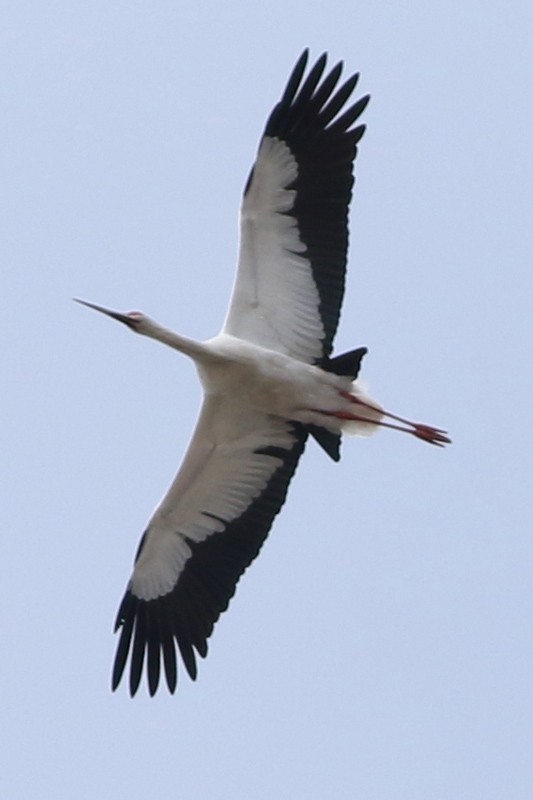Maguari Stork - ML63705751