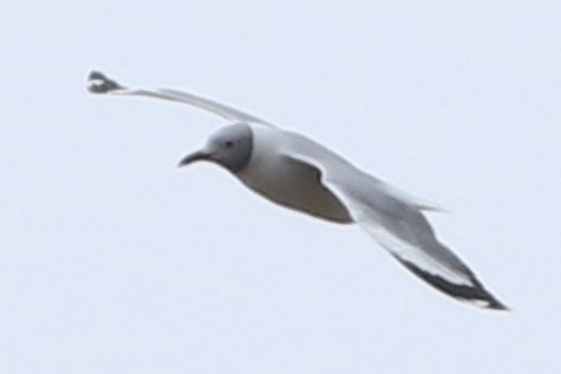 Gray-hooded Gull - J. Simón Tagtachian