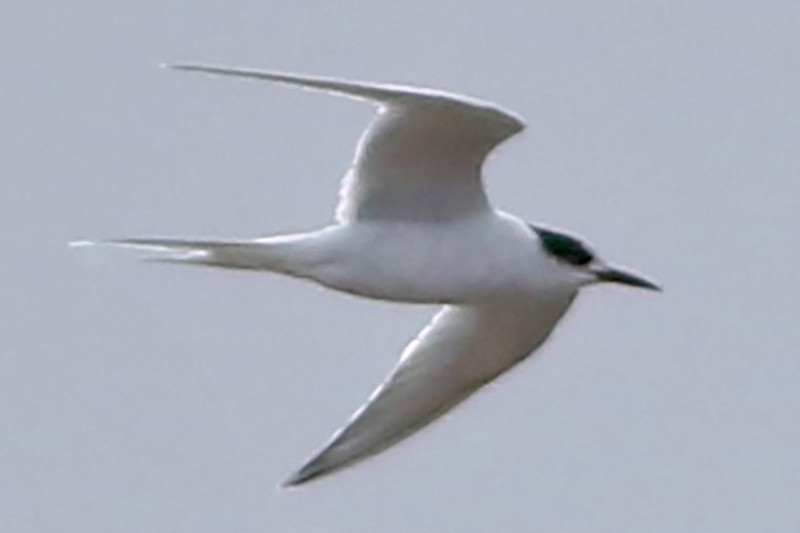 South American Tern - J. Simón Tagtachian