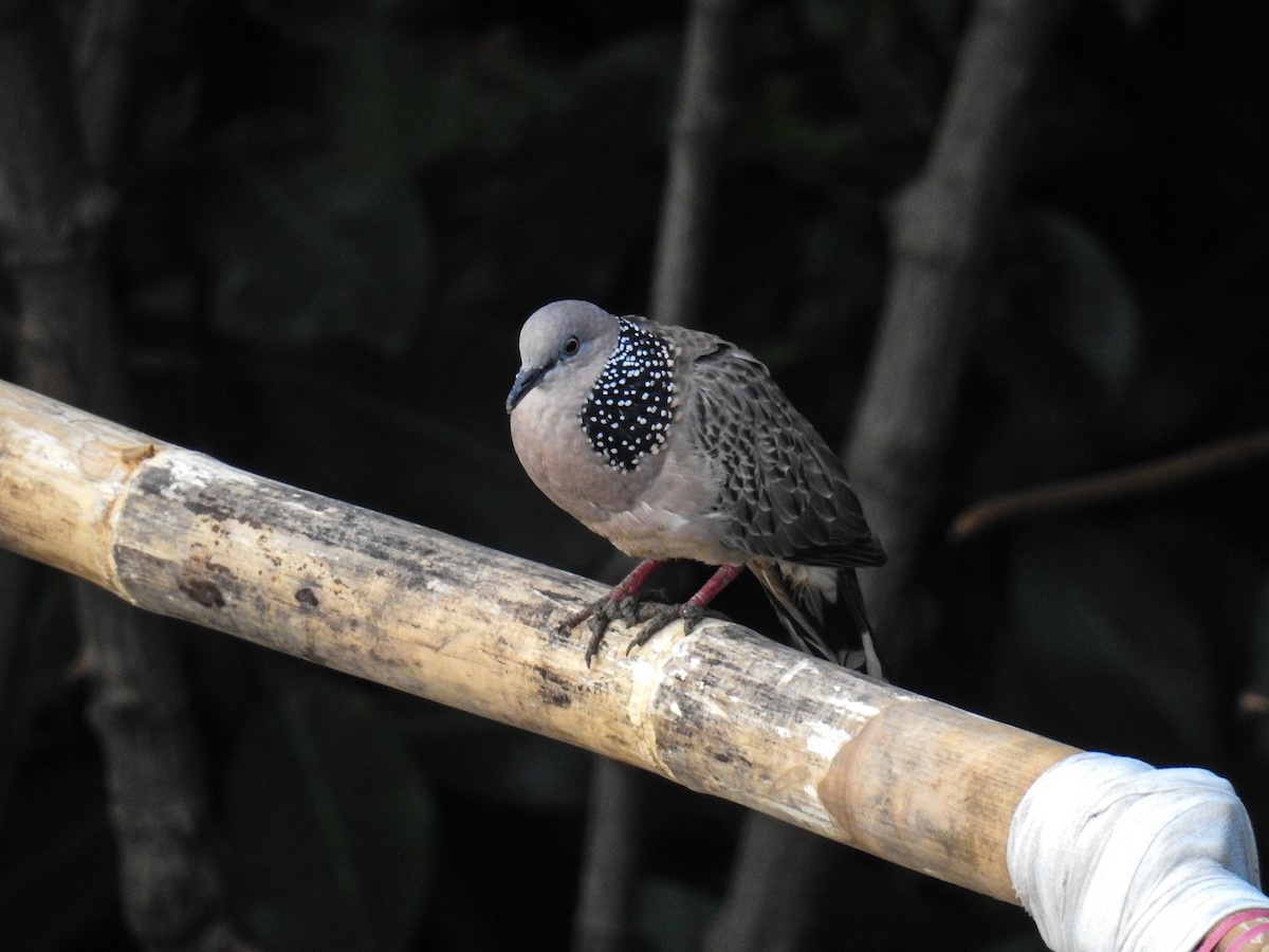 Spotted Dove - Pam Rasmussen