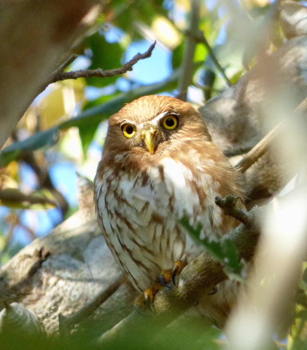 Ferruginous Pygmy-Owl - Frances Oliver