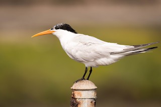 Elegant Tern