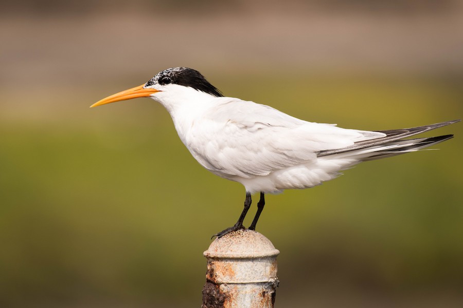 Elegant Tern