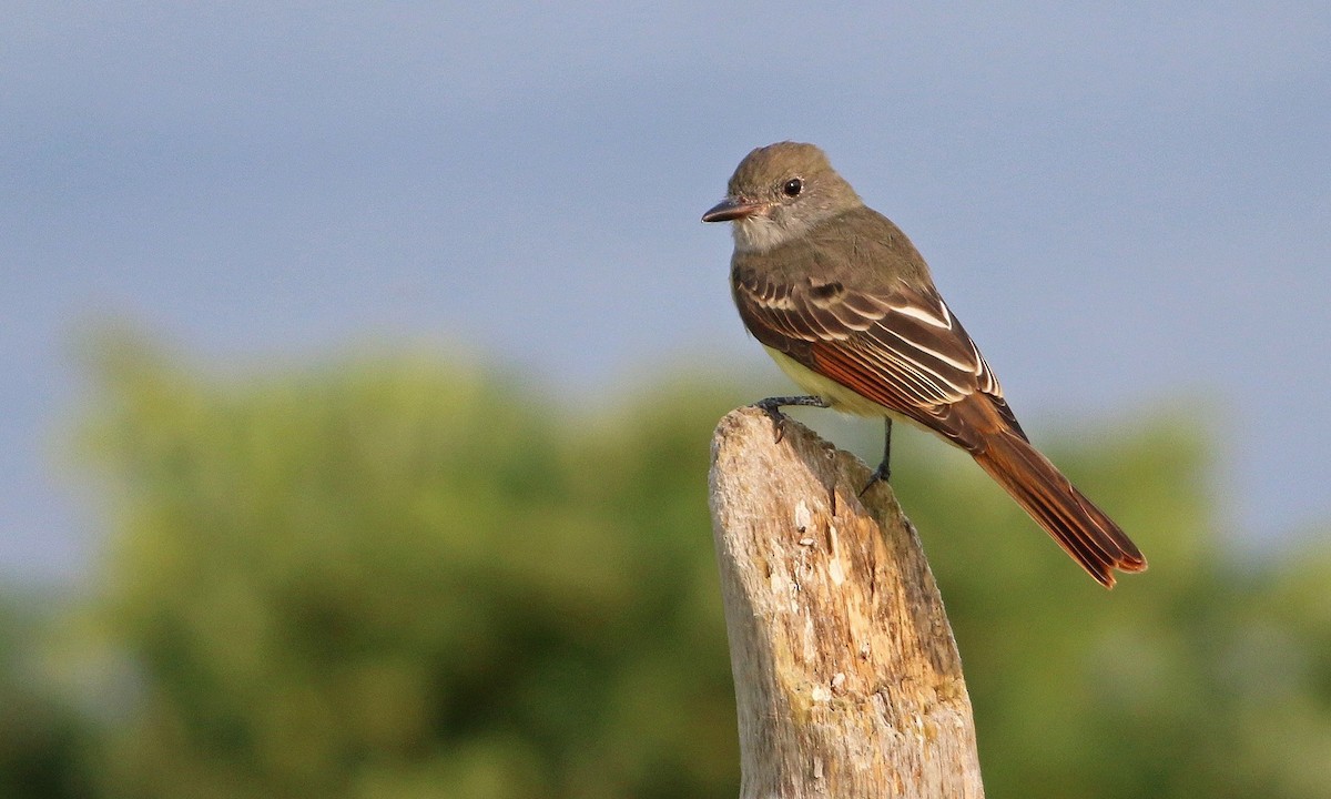 Great Crested Flycatcher - ML63708871