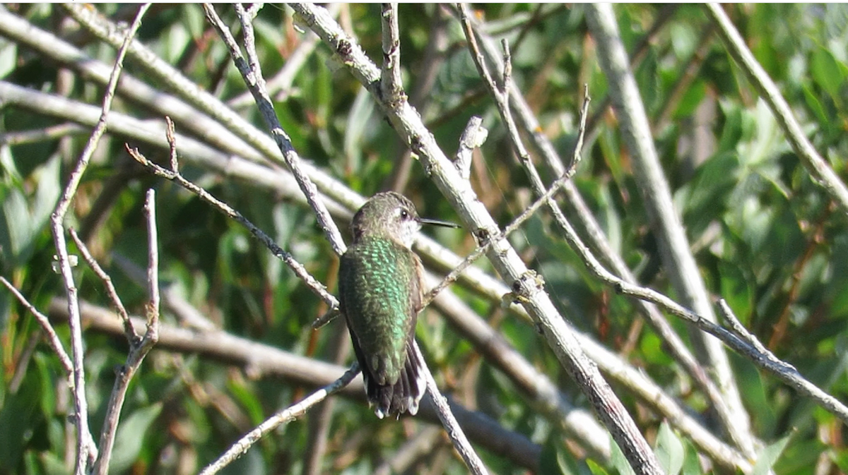 Black-chinned Hummingbird - shawn richmond