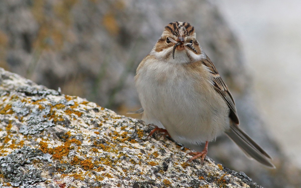 Clay-colored Sparrow - ML63710221