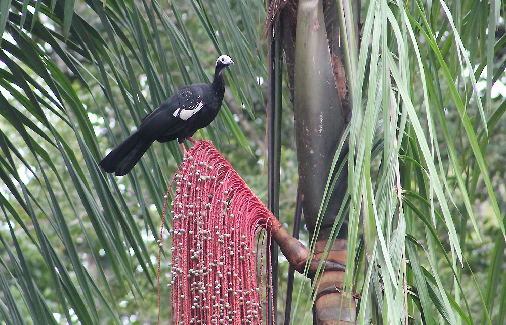 Blue-throated Piping-Guan - Nelson Lage