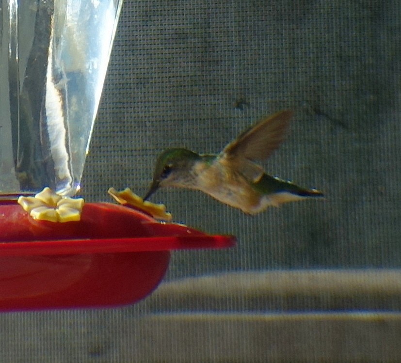 Calliope Hummingbird - Richard Smethurst