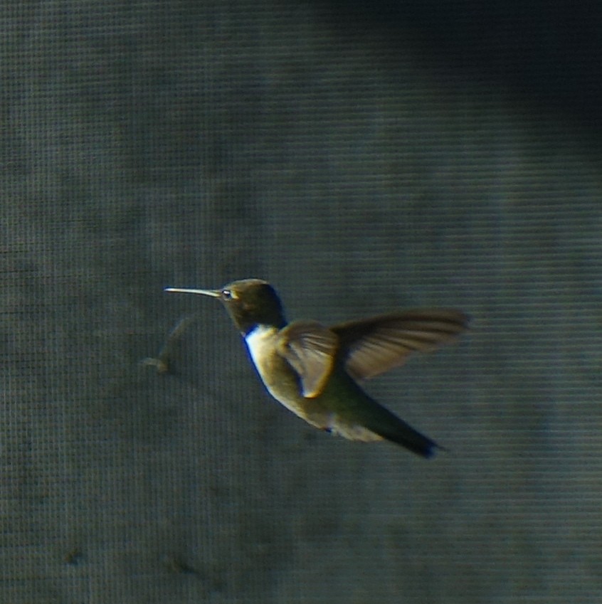 Black-chinned Hummingbird - Richard Smethurst