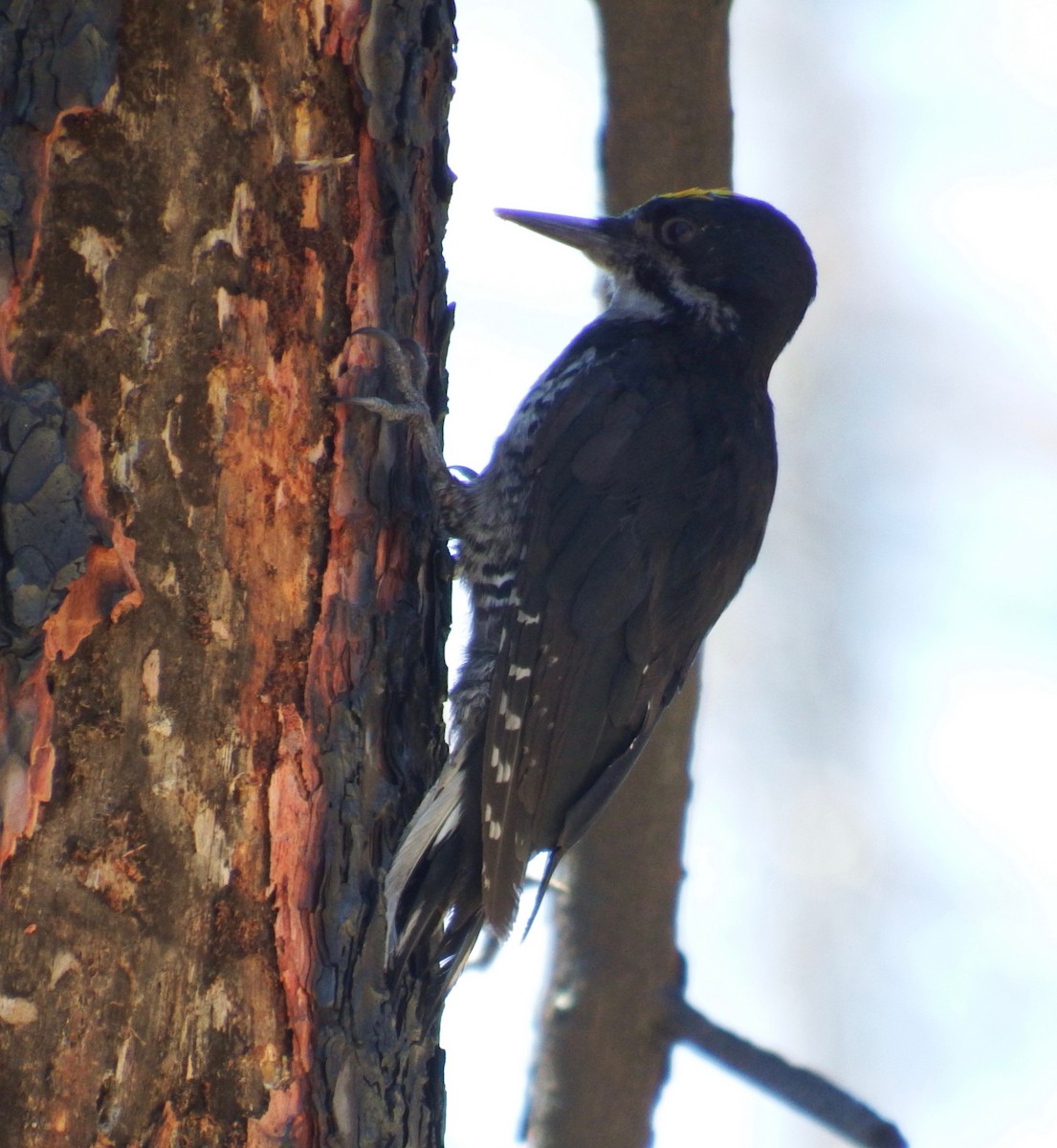 Black-backed Woodpecker - ML63716351