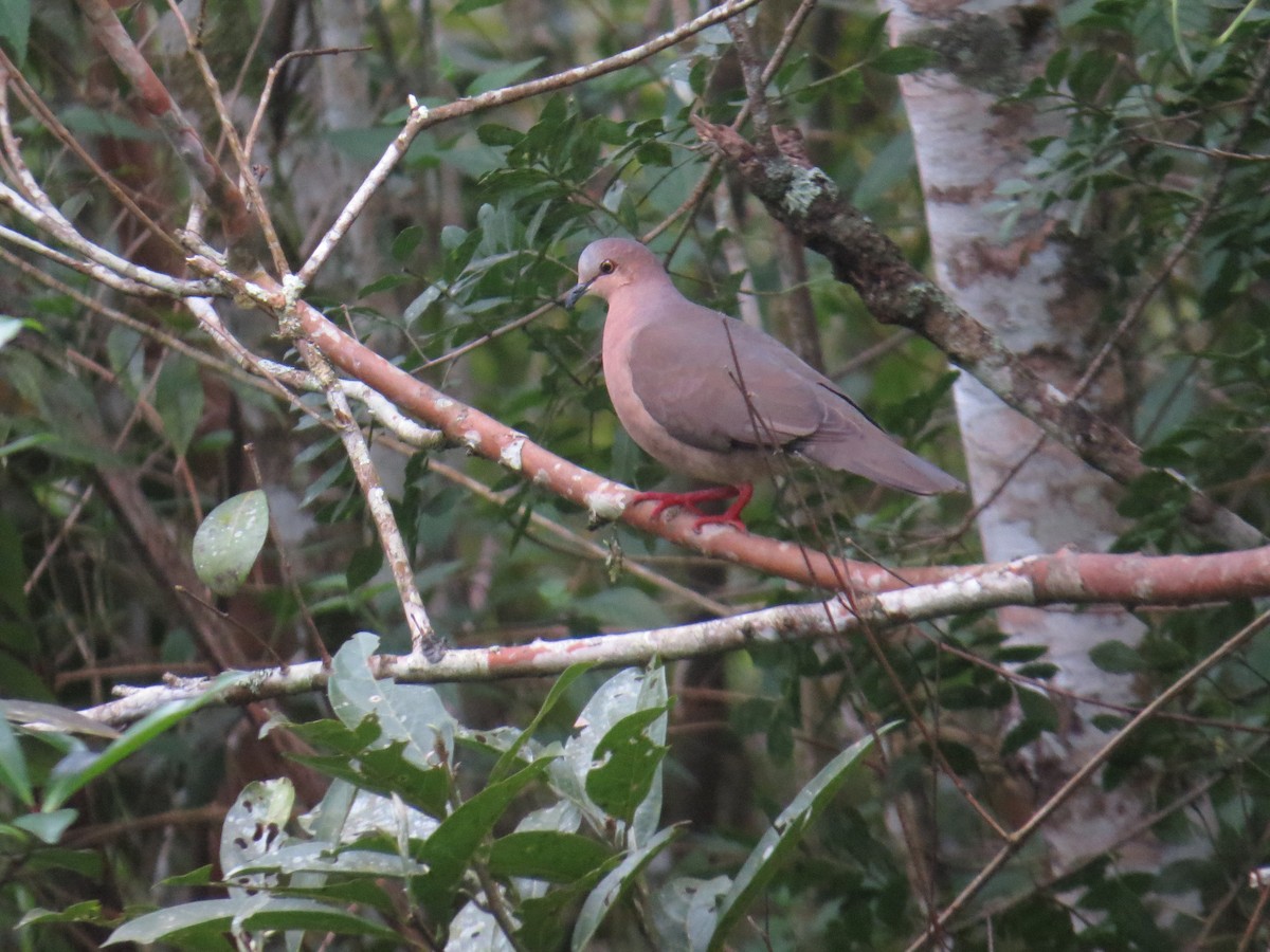 Gray-fronted Dove - Holly Sweeney