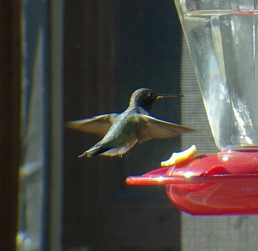 Black-chinned Hummingbird - Richard Smethurst