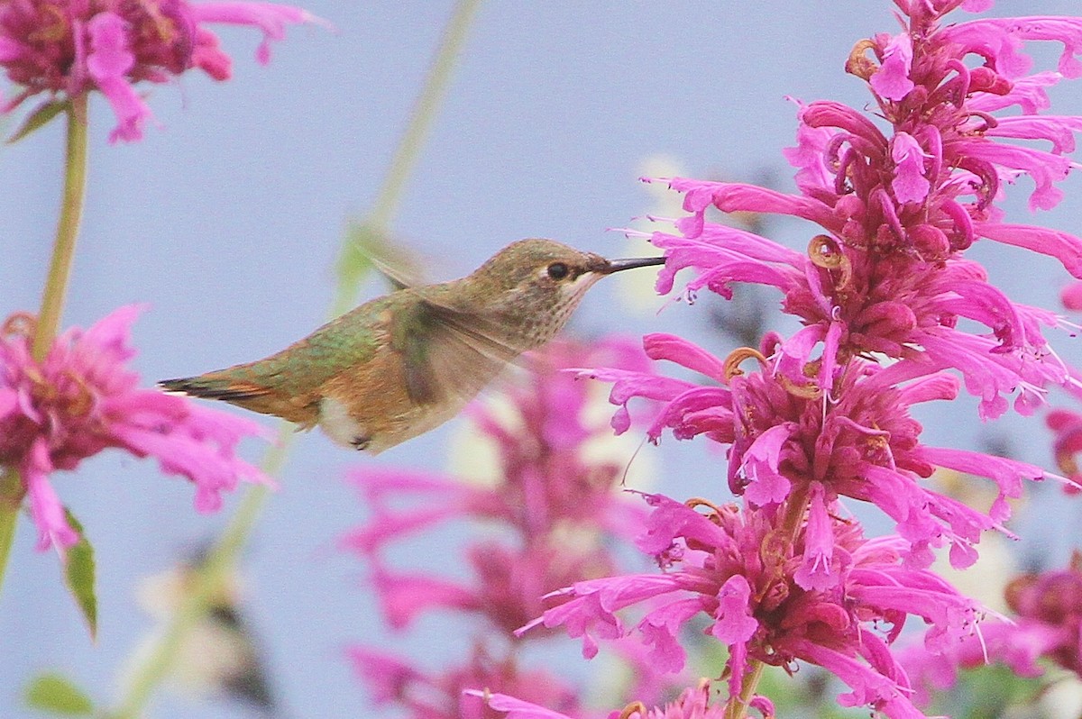 Rufous Hummingbird - John F. Gatchet