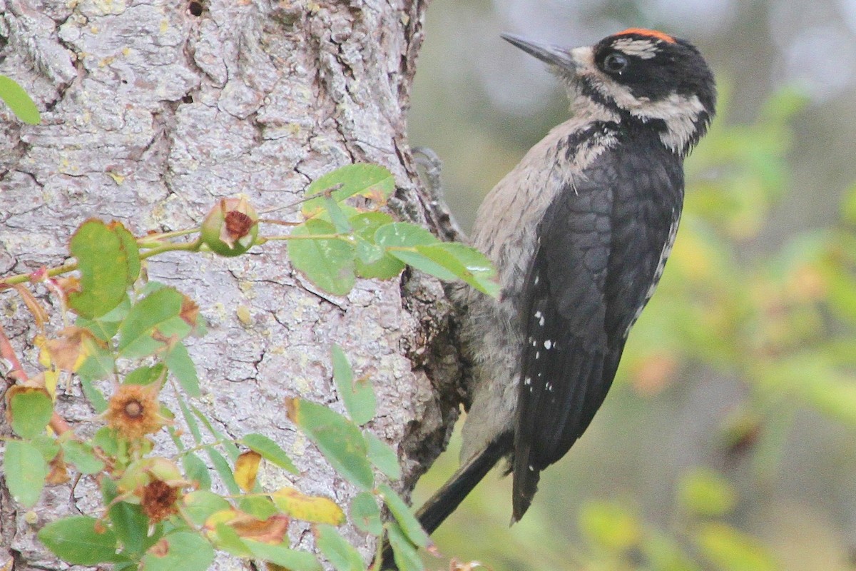 Hairy Woodpecker (Pacific) - ML63719961