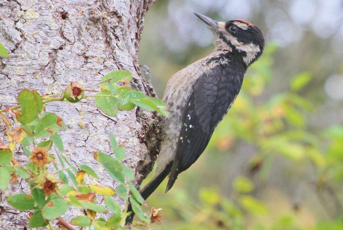 Hairy Woodpecker (Pacific) - ML63719991