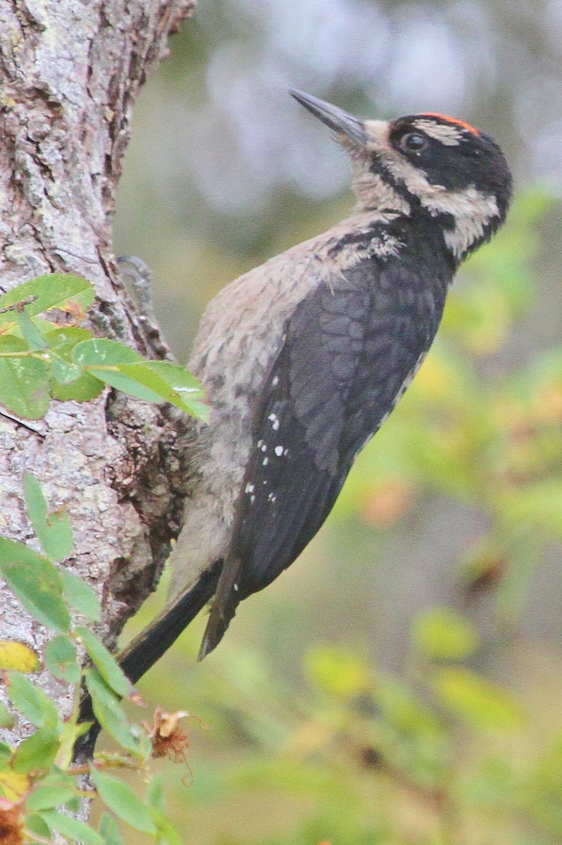 Hairy Woodpecker (Pacific) - ML63720031