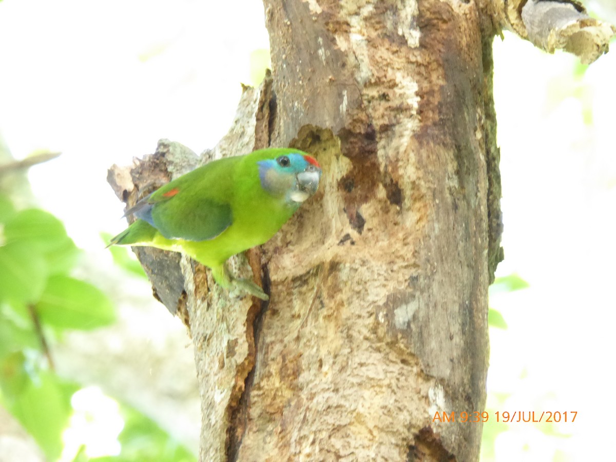 Double-eyed Fig-Parrot - Norton Gill