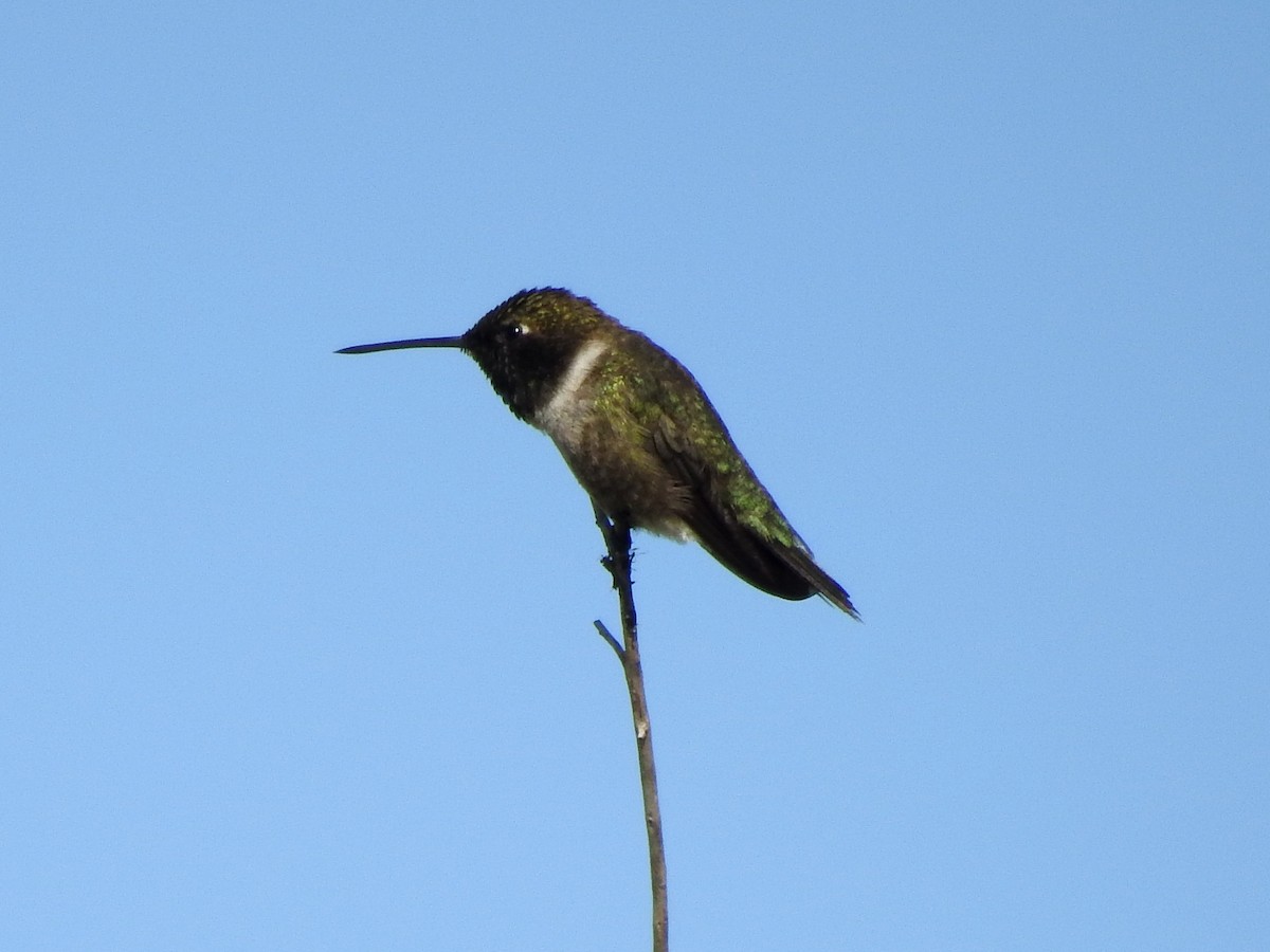 Black-chinned Hummingbird - Lauri Taylor