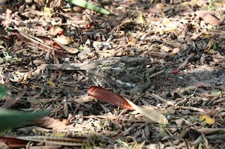  - Square-tailed Nightjar