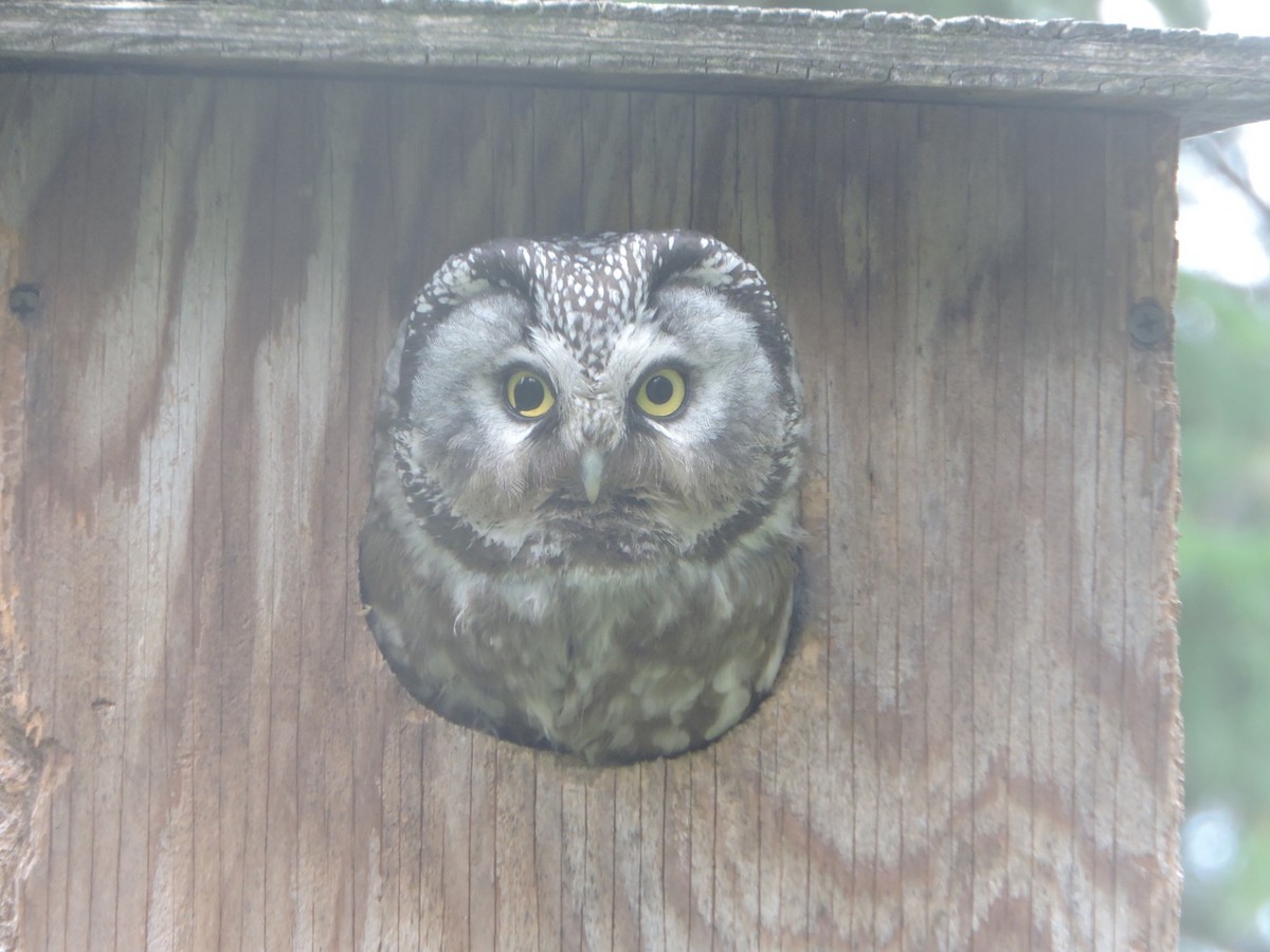Boreal Owl - ML63723131