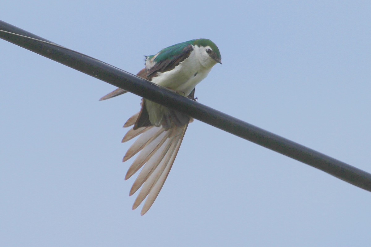Violet-green Swallow - ML63723371