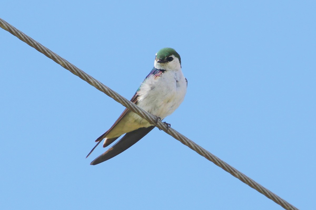 Violet-green Swallow - ML63723411
