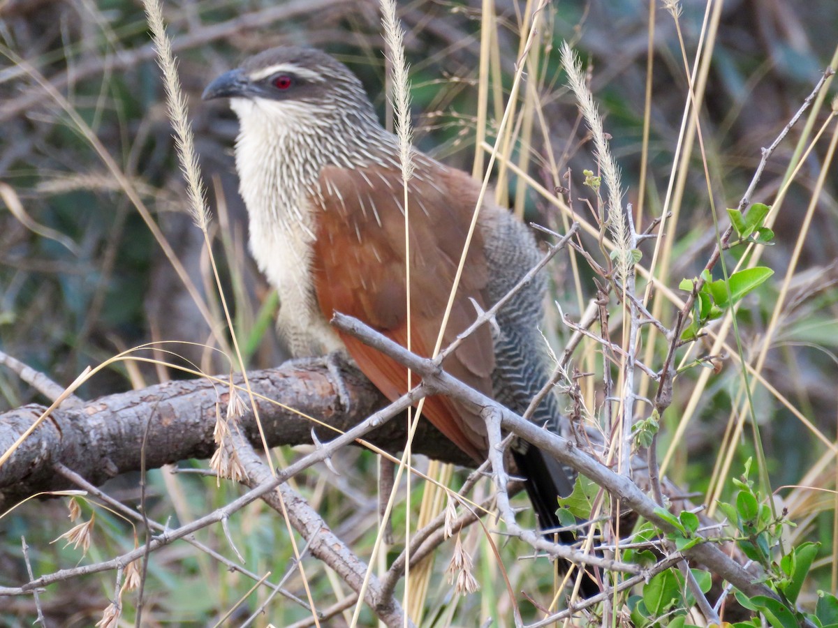 White-browed Coucal - ML63725591