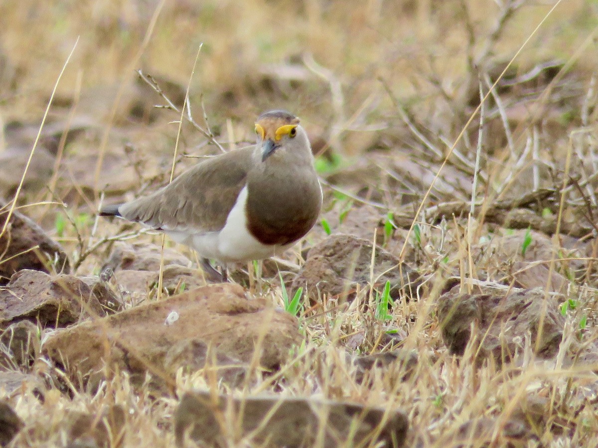Brown-chested Lapwing - ML63725631