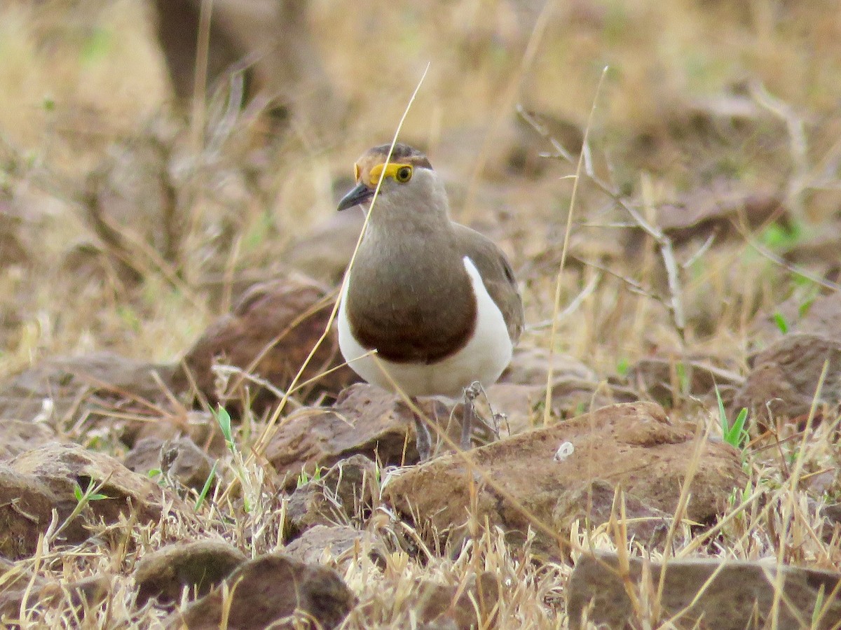 Brown-chested Lapwing - ML63725651