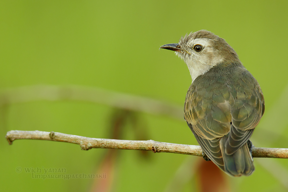 Little Bronze-Cuckoo - Wich’yanan Limparungpatthanakij