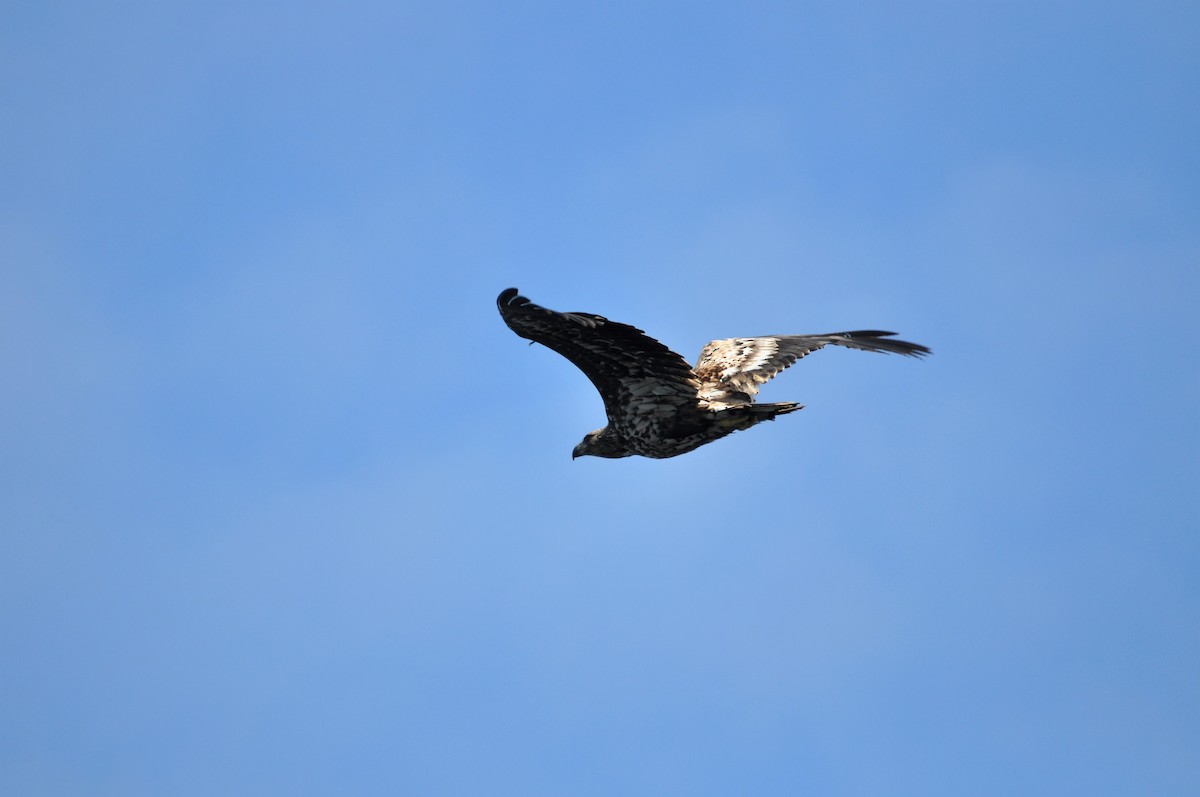 White-tailed Eagle - ML63728701