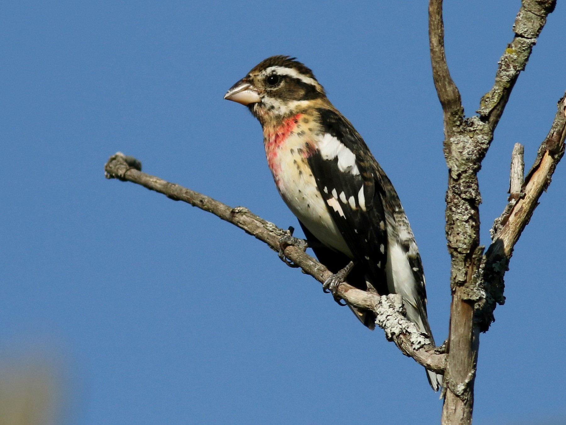 female red breasted grosbeak