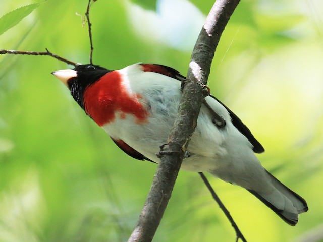 Photos - Rose-breasted Grosbeak - Pheucticus ludovicianus - Birds of the  World