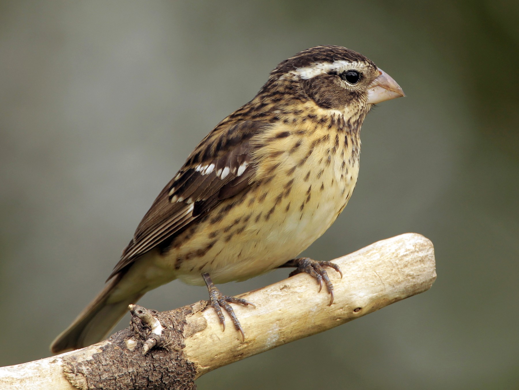 Rose-breasted Grosbeak - James Kinderman