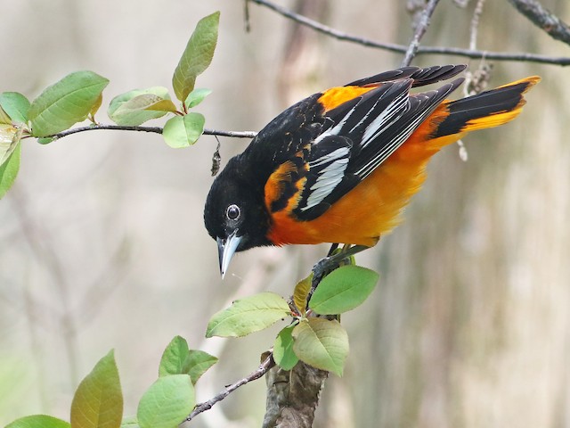 Adult male - Baltimore Oriole - 