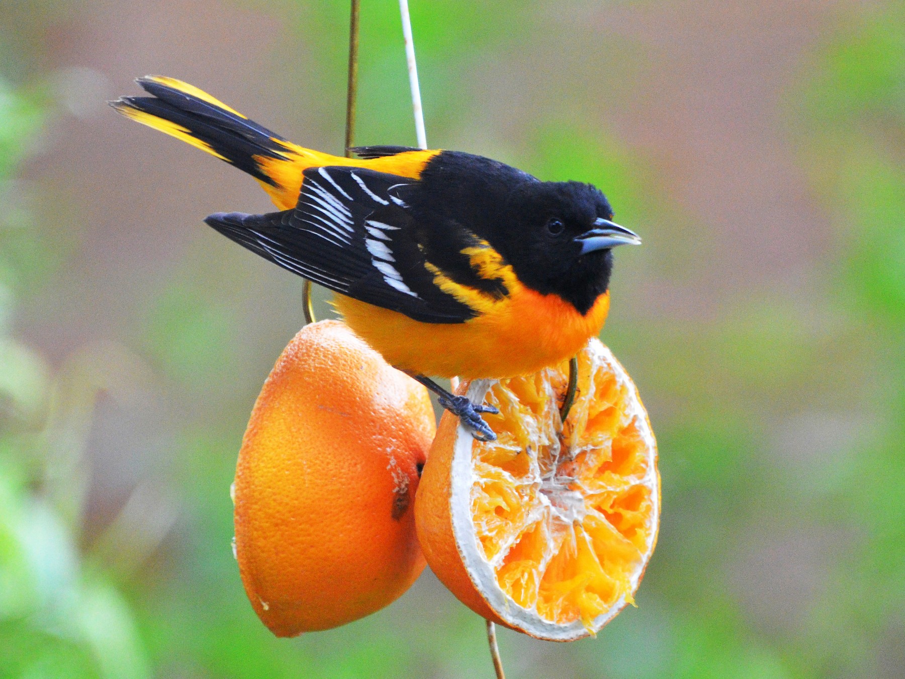 Baltimore Oriole - Winston Poon