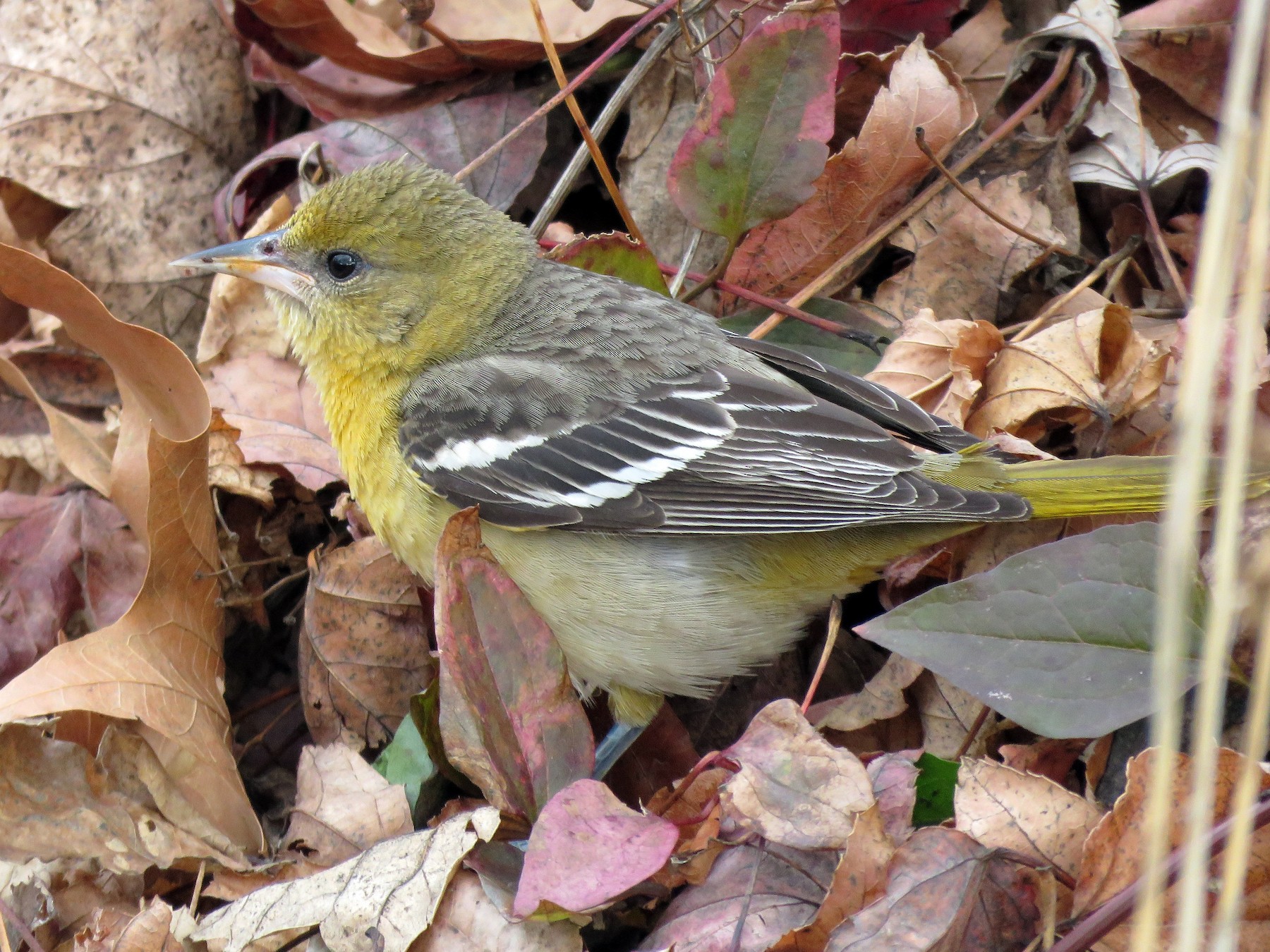 Baltimore Oriole - eBird