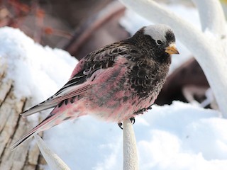 นกเต็มวัยชุดขนนอกฤดูผสมพันธุ์ - Shawn Billerman - ML63734791